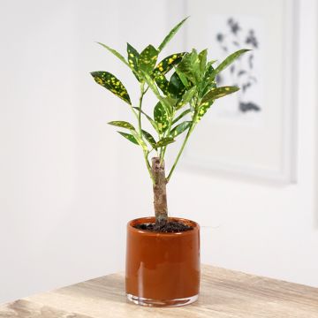 Codiaeum aucubaefolia - Croton