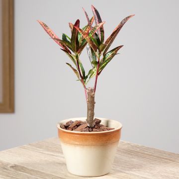 Codiaeum variegatum Excurrens - Croton