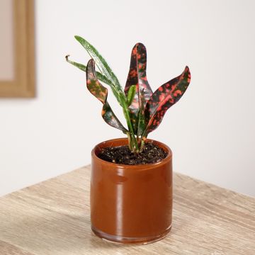 Codiaeum Red Batik - Croton