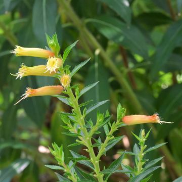 Cuphea micropetala