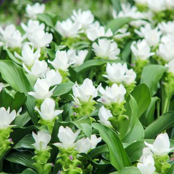 Curcuma alismatifolia White