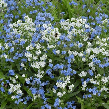 Cynoglossum zeylanicum Chill Out - Cinoglosso
