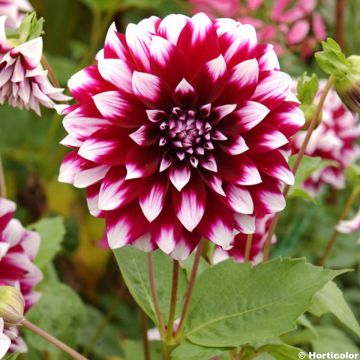 Dalia decorativa Deuil du Roi Albert