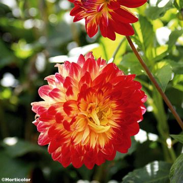 Dalia decorativa Dynastie