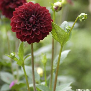 Dalia ibrida Faro