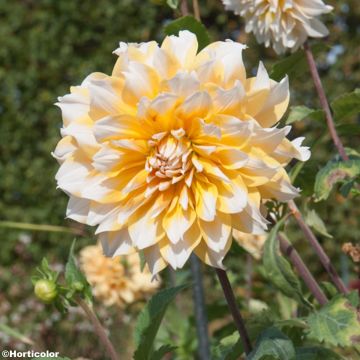 Dalia decorativa Feria