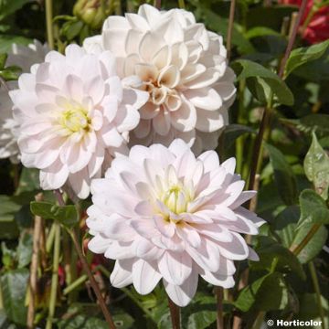 Dalia decorativa Naples