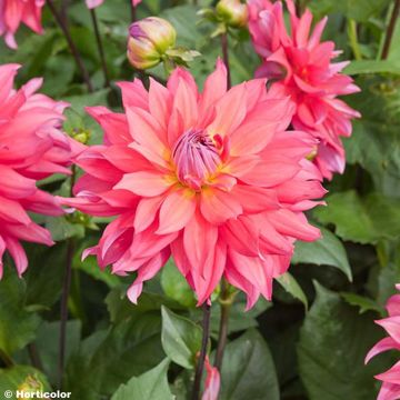 Dalia decorativa Napoli