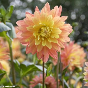 Dalia decorativa Sunset