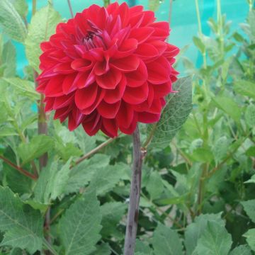 Dalia decorativa Anne Cornelia