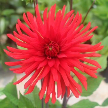 Dalia cactus Berger's Record