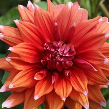 Dalia cactus Color Spectacle