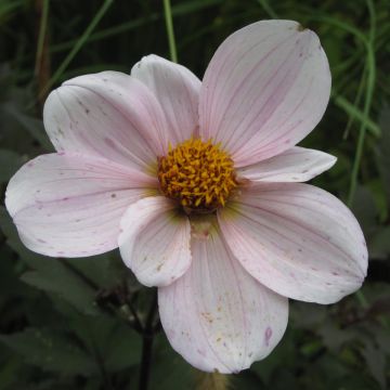 Dalia nana Cory