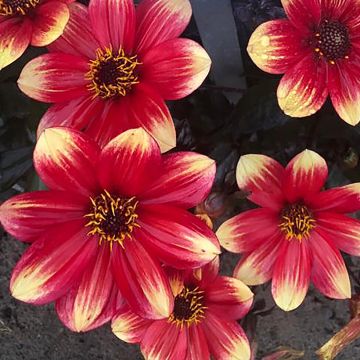 Dalia Dahlegria Bicolore