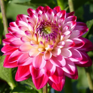 Dalia decorativa Senior's Dream.