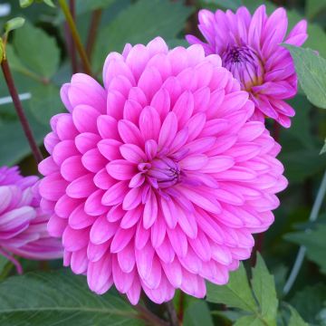 Dalia decorativa Gerbera