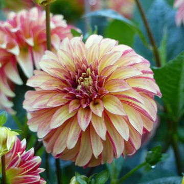 Dalia decorativa Irish Pinwheel