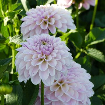 Dalia decorativa Pink Silk