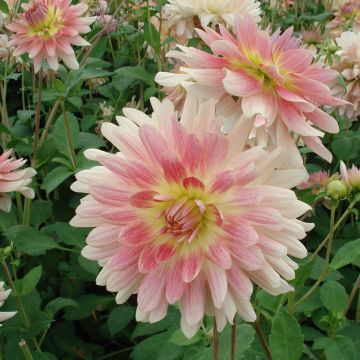 Dalia decorativa Sunset Tropical