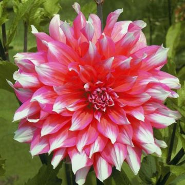 Dalia decorativa Ella