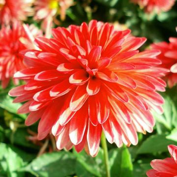Dalia nana Fluorescent Glow