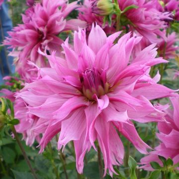 Dalia decorativa Frizzle Sizzle