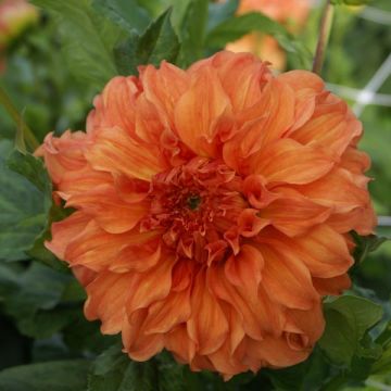 Dalia decorativa Moonlight Sonata