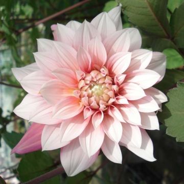 Dalia decorativa Organza