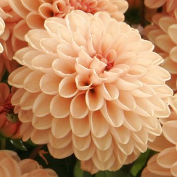 Dalia nana Salmon Jewel