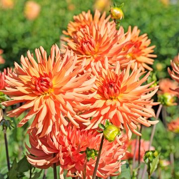 Dalia cactus Park Record