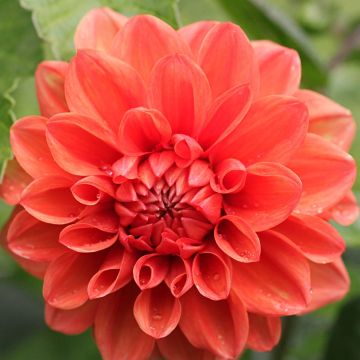 Dalia nana Ellen Houston