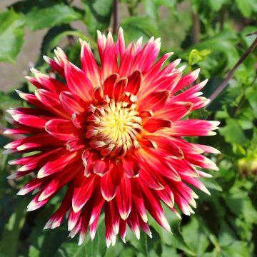 Dalia decorativa Akita