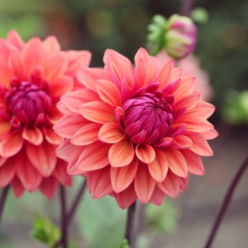 Dalia decorativa American Dawn
