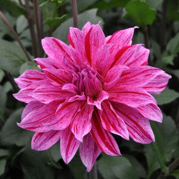 Dalia decorativa Babylon Lila Gevlamd