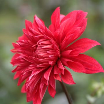 Dalia decorativa Babylon rouge