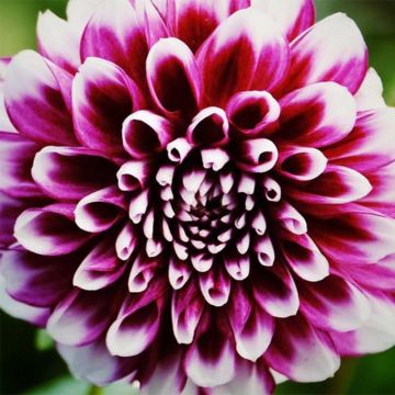 Dalia decorativa Bal d'Edimbourg