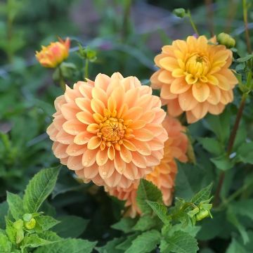 Dalia decorativa Bocherell