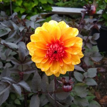 Dalia decorativa David Howard