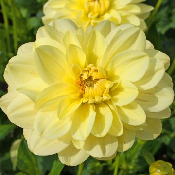 Dalia decorativa Dr Hans Riecke