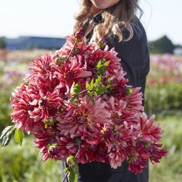 Dalia Dutch Delight