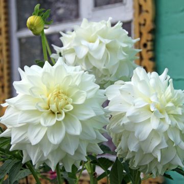 Dalia decorativa Edna Comptsock