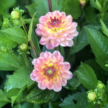 Dalia decorativa Erna Panzer