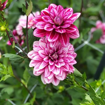 Dalia decorativa Hémisphère