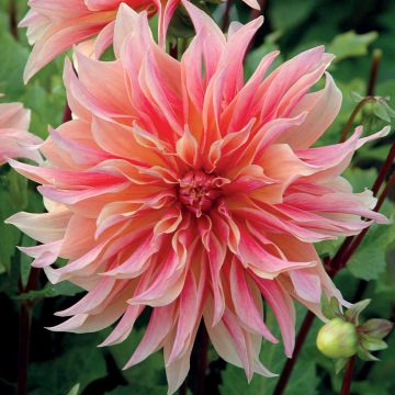 Dalia decorativa Labyrinth