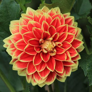 Dalia decorativa Maxime