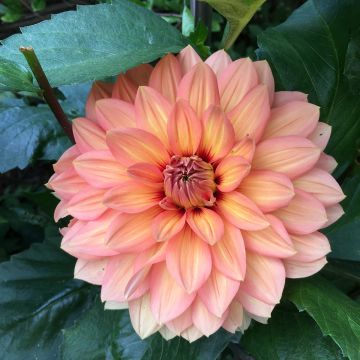 Dalia decorativa Nicholas