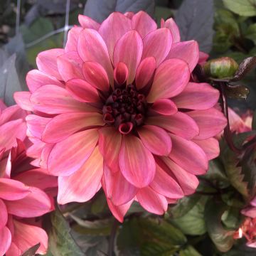 Dalia decorativa Night Silence