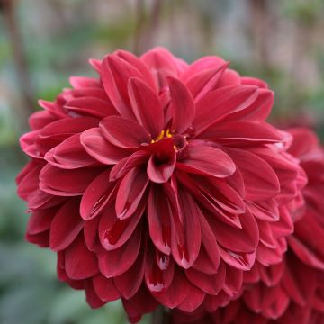 Dalia decorativa Obama