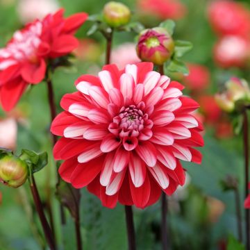 Dalia decorativa Pacific time