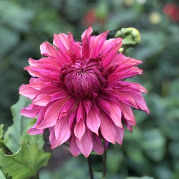 Dalia decorativa Penhill Dark Monarch